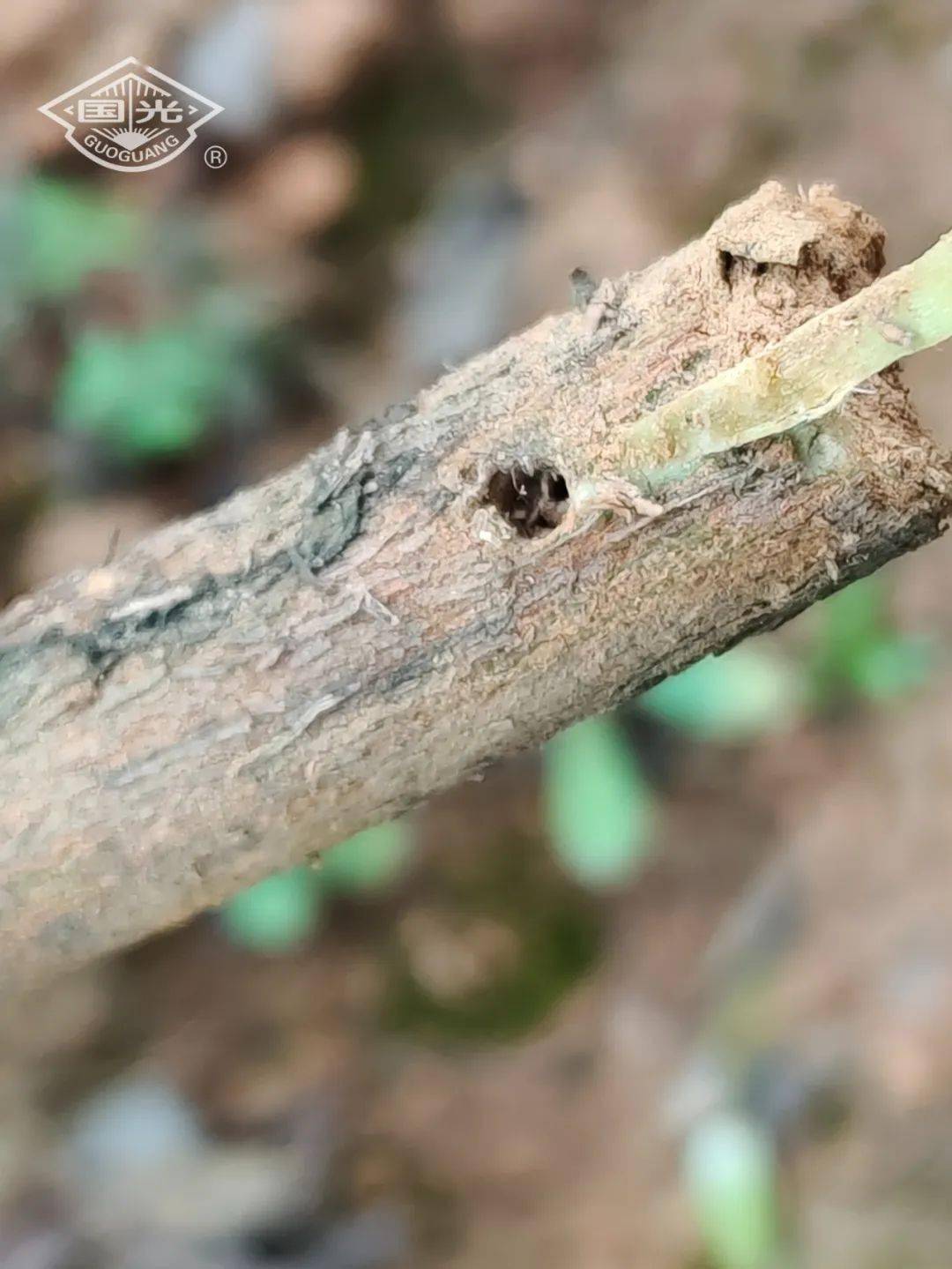 蛀干害虫油茶织蛾的识别及防治