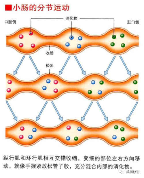 小肠的分节运动小肠的紧张性收缩呼吸器官支气管的分区男性泌尿图示