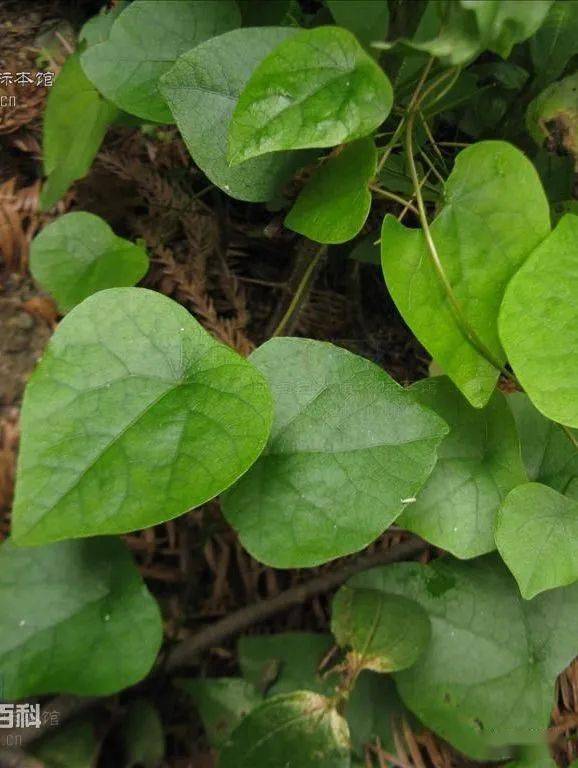 能抑制新冠的千金藤素,究竟是什么来头?_植物_地不容_药物