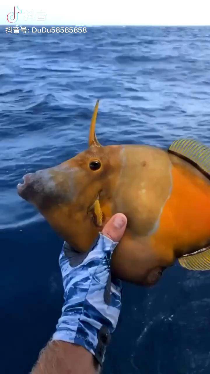 鱼界的四不像动物世界