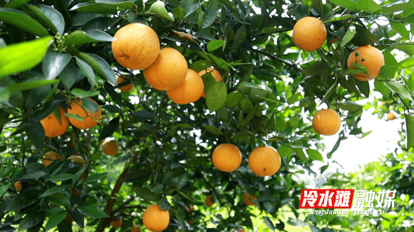 冷水滩：夏橙迎丰收“橙”就致富路