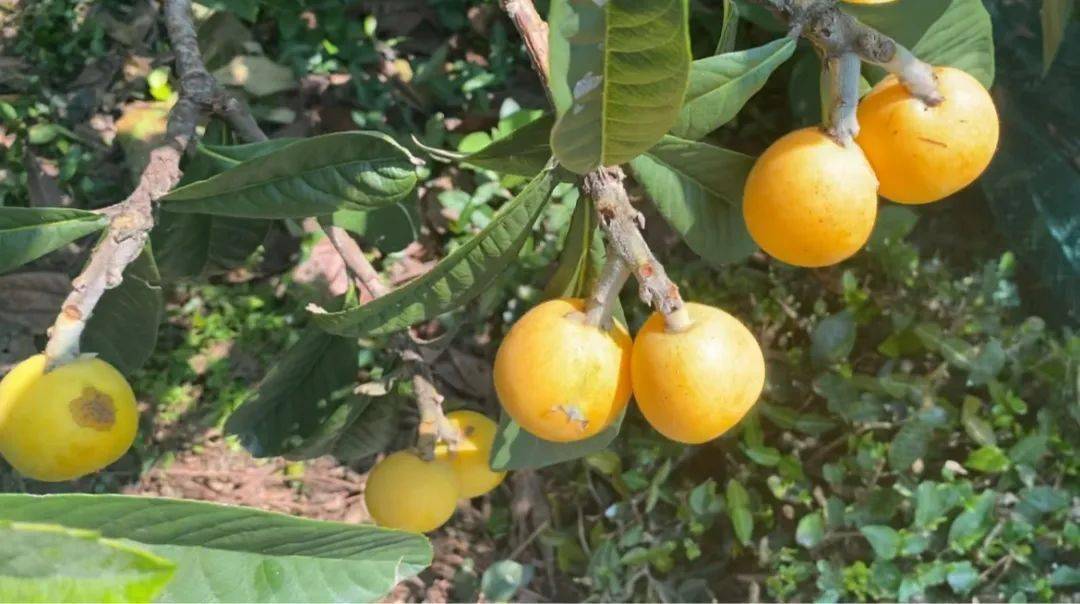 果园直发到家,东西山枇杷限时特惠,尝鲜啦!_东山_白沙_吃货