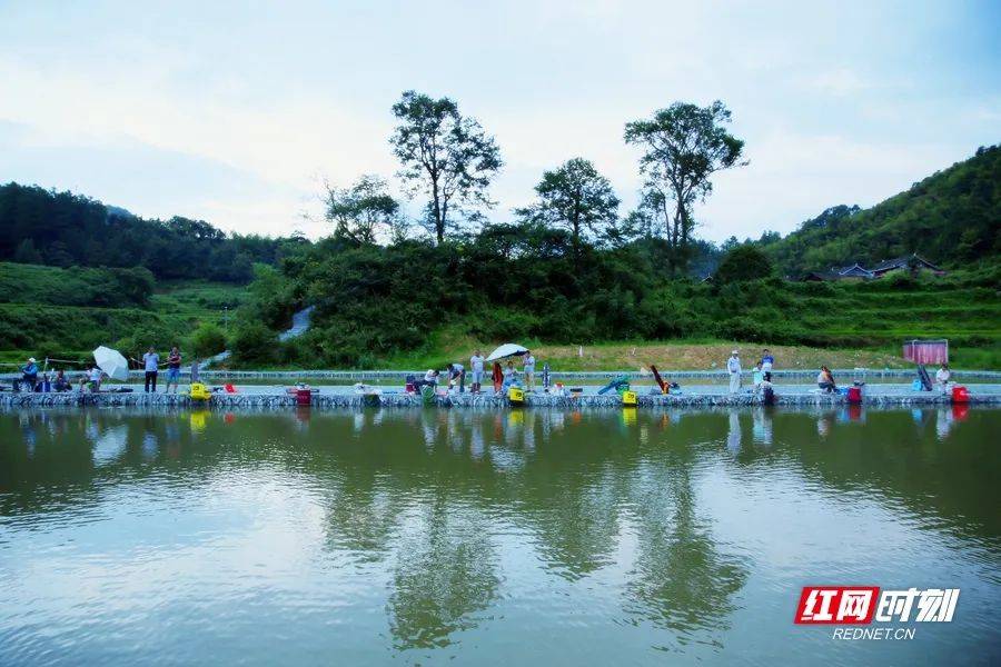 六月,靖州木洞村,洪江市託口鎮,鶴城新家莊村,新鮮楊梅掛滿枝頭,盡享