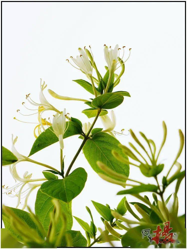 足不出户拍"忍冬"_金银花_拍花_黄色