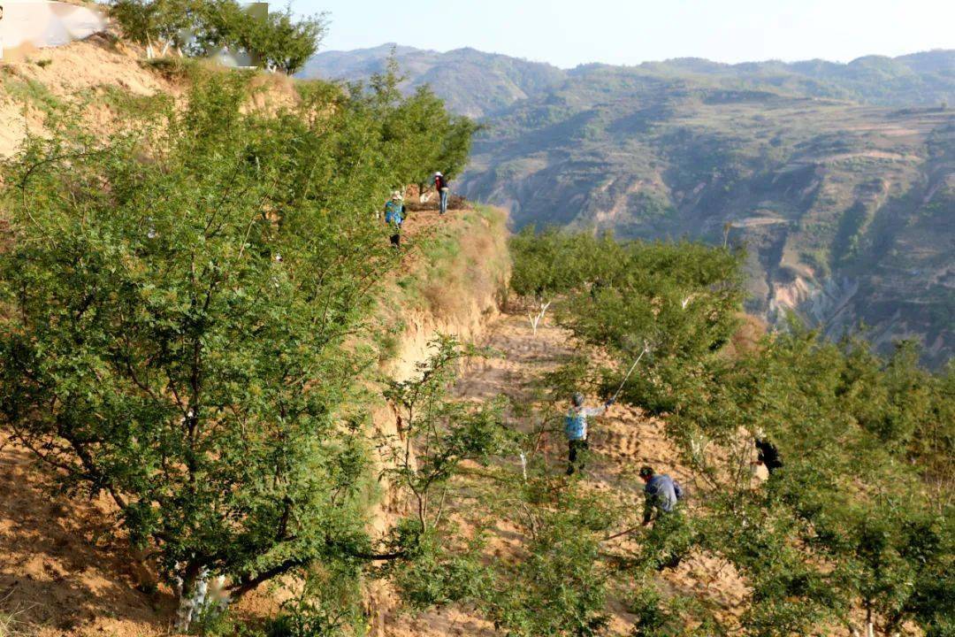 聚焦三城五地推进十大行动雷王山下织锦绣礼县雷王乡推进经济社会高