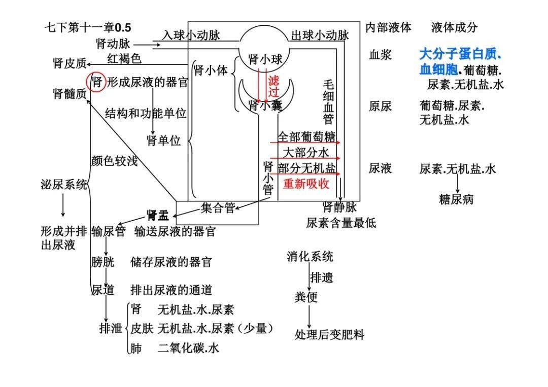 七下泌尿系统思维导图图片