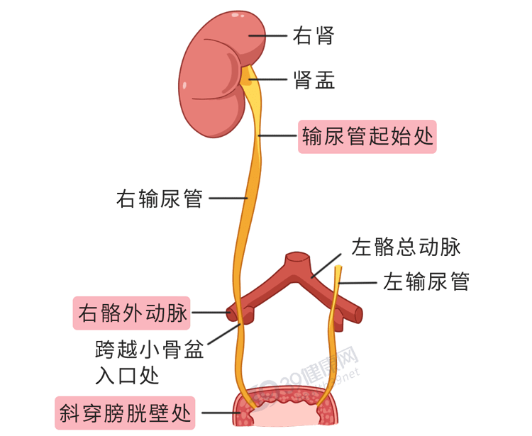 人体输尿管的位置图图片