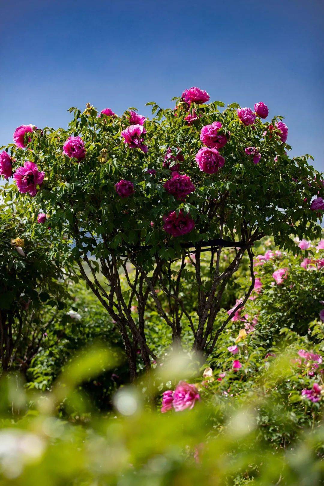 花开五月相约临洮定西市摄协紫斑牡丹摄影采风作品展览十