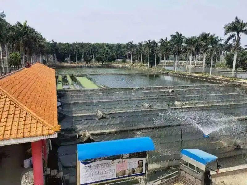 认准(田阳区鱼种场)鱼苗销售长廊百色市田阳区农牧渔良种繁育中心始建