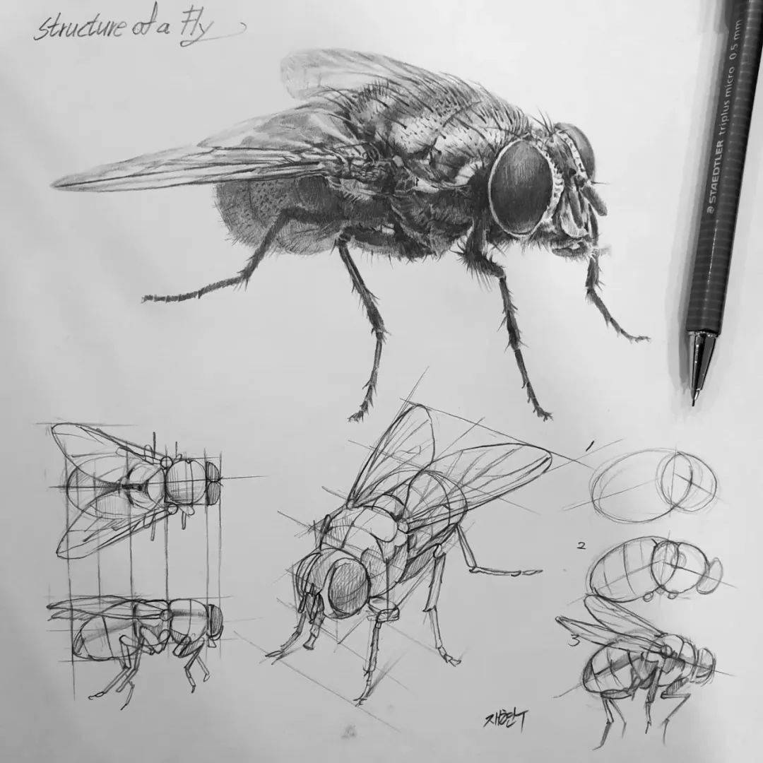 全网评分99分骨灰级素描结构已被纳入教科书张张被抢着临摹
