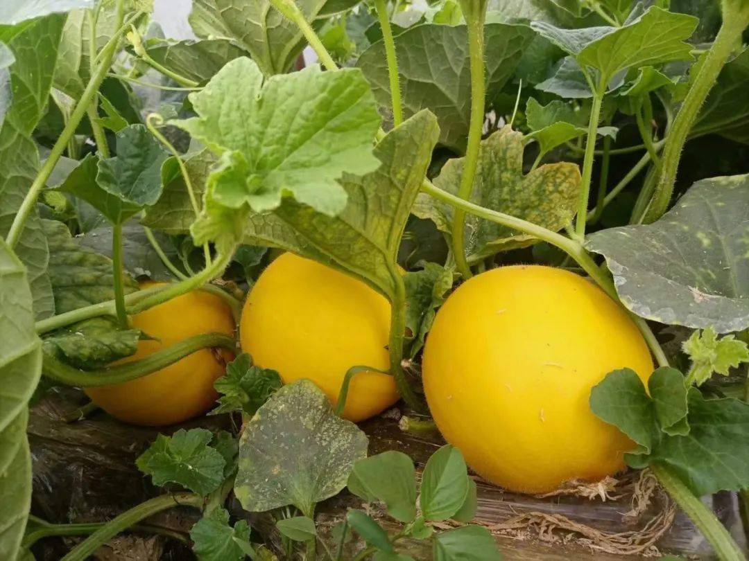 正宗阎良黄河蜜瓜正式上线