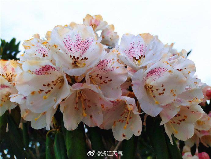 高山上的玫瑰黄山杜鹃惊艳绽放