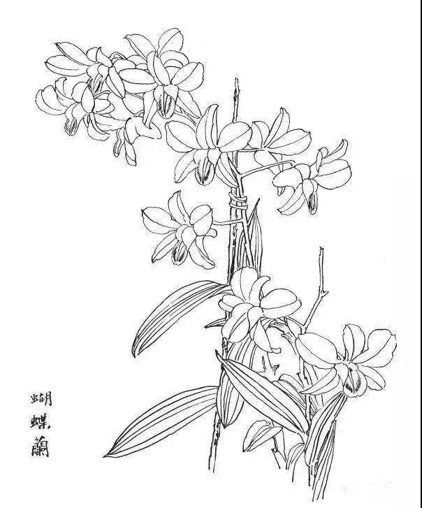 一組白描花卉30圖結構簡單入門學習極好