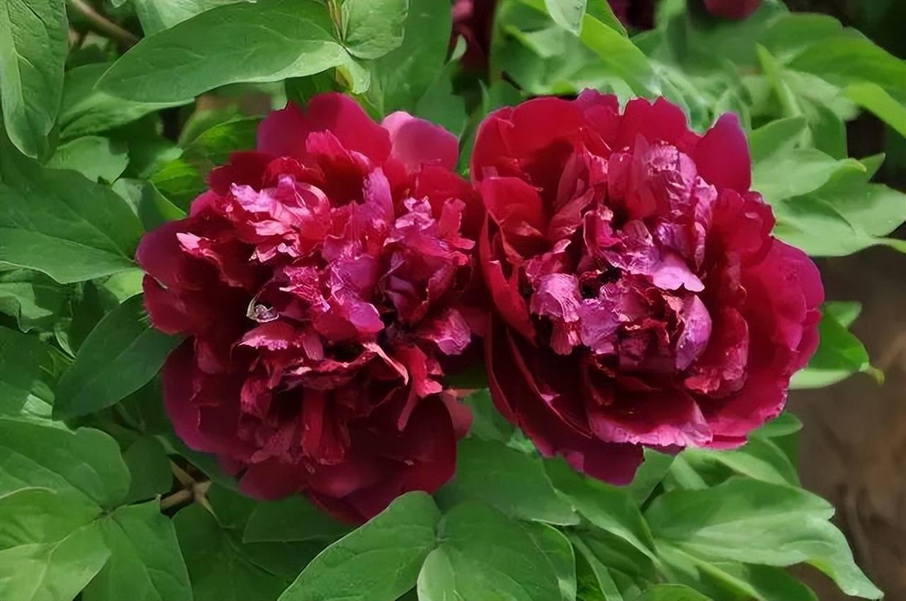 冠世墨玉紫红色和白牡丹欣赏