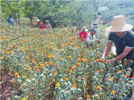 滇紅花產業興 群眾日子紅火_種植_紅花地_三岔河鎮