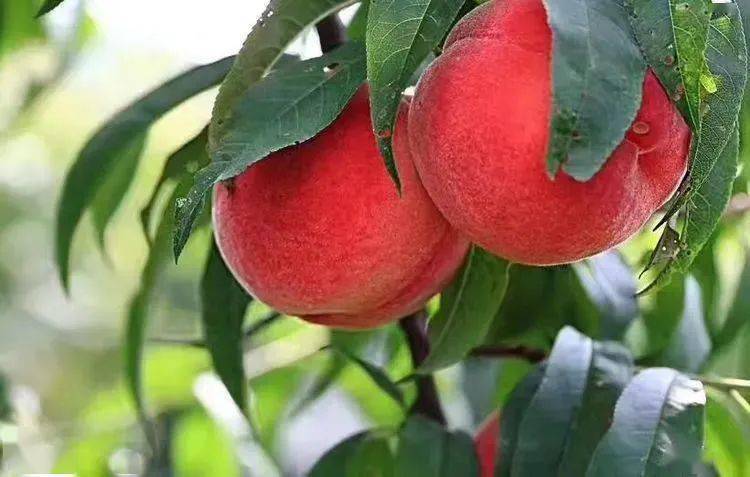 巴南桃子甜蜜来袭 让你 桃 醉在初夏 蜜桃 梦里 桃香