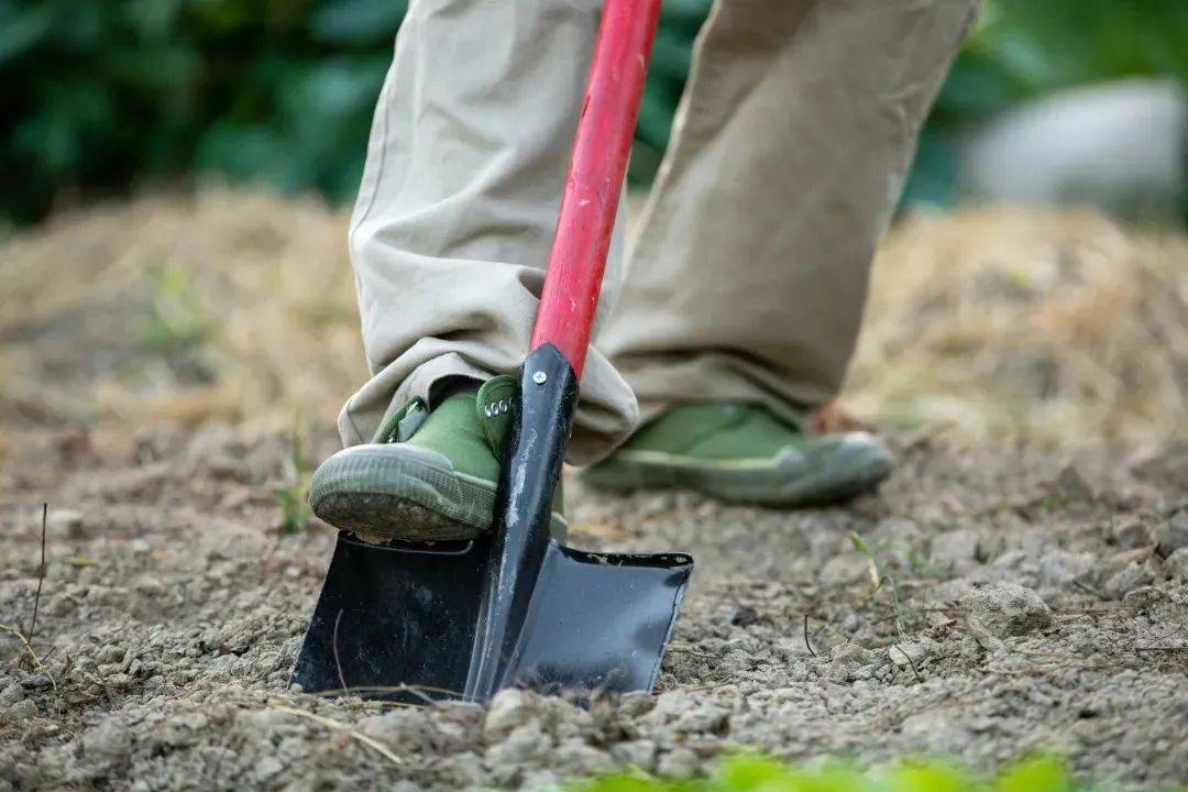 小朋友们可能不知道在播种之前必须要给土地松松土这次就来亲自体验一
