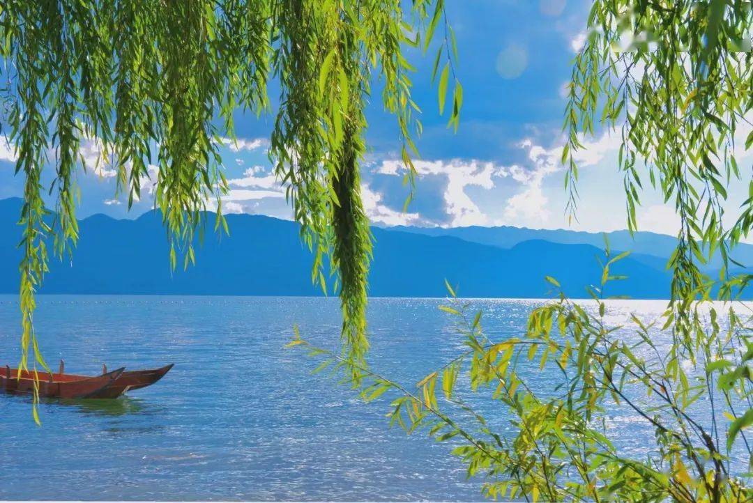 今日小满泸沽湖碧水柳含烟夏意渐丰盈