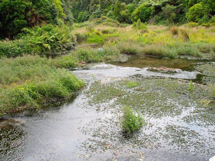 沼澤掉進沼澤不能掙扎越掙扎陷得越深亞馬孫沼澤地裡還有一種十分恐怖