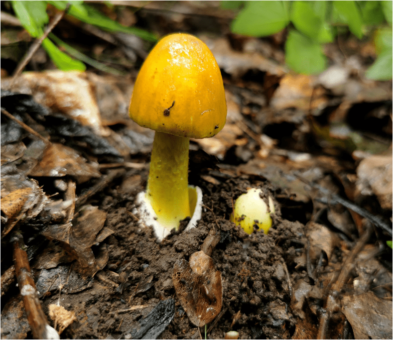 不买!不卖!不吃!_宣传_羊肚菌_中毒事件