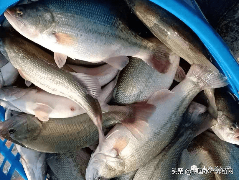给力 鲈鱼最高涨到元 但草鱼涨价太难了 黄金鲫1周暴跌1 6元 市场 养殖户 价格