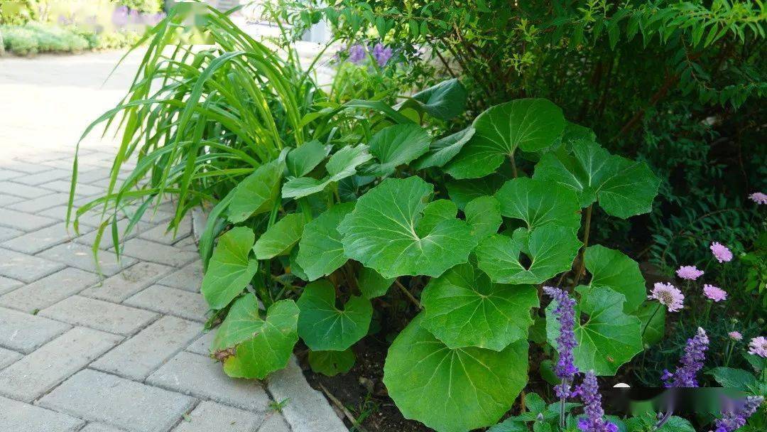 马鞭草桑托斯组成的紫色花海,浪漫氛围拉满.