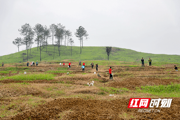 新田：特色种植助力乡村振兴（组图）