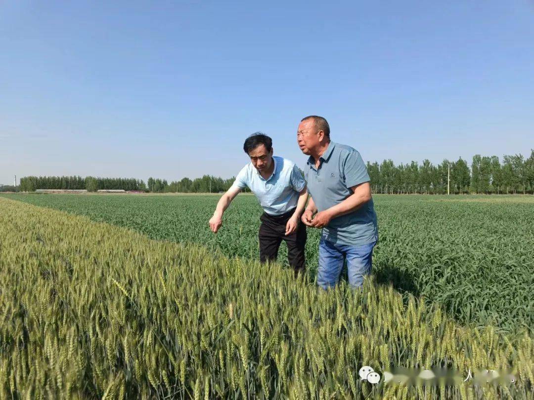 豆村鎮禁止毀麥全力保障夏糧歸倉