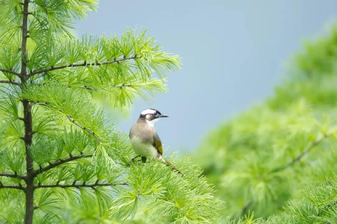 dolbina inexacta紅頭豆芫菁葡萄缺角天蛾雙齒多刺蟻哺乳動物果子狸