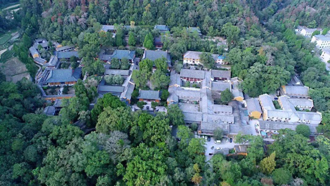 印象农禅并重天台山国清寺抢收油菜籽出坡挥杆
