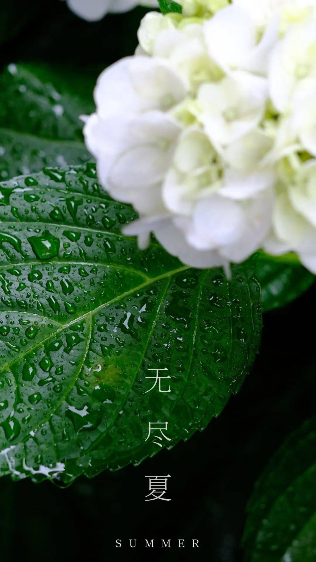 《万叶集》中就有俳句这样形容:「树木静无言,无奈紫阳花色变,迷乱在