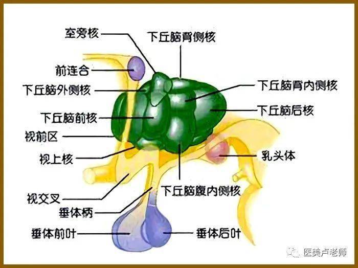 下丘腦垂體與生長素hgh