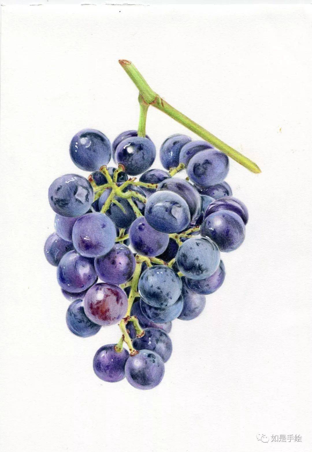 彩铅葡萄的画法图片