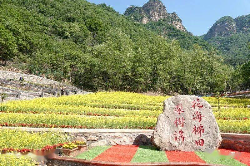云赏花海梯田 梨树沟休闲小镇_柴福善_平谷_活动
