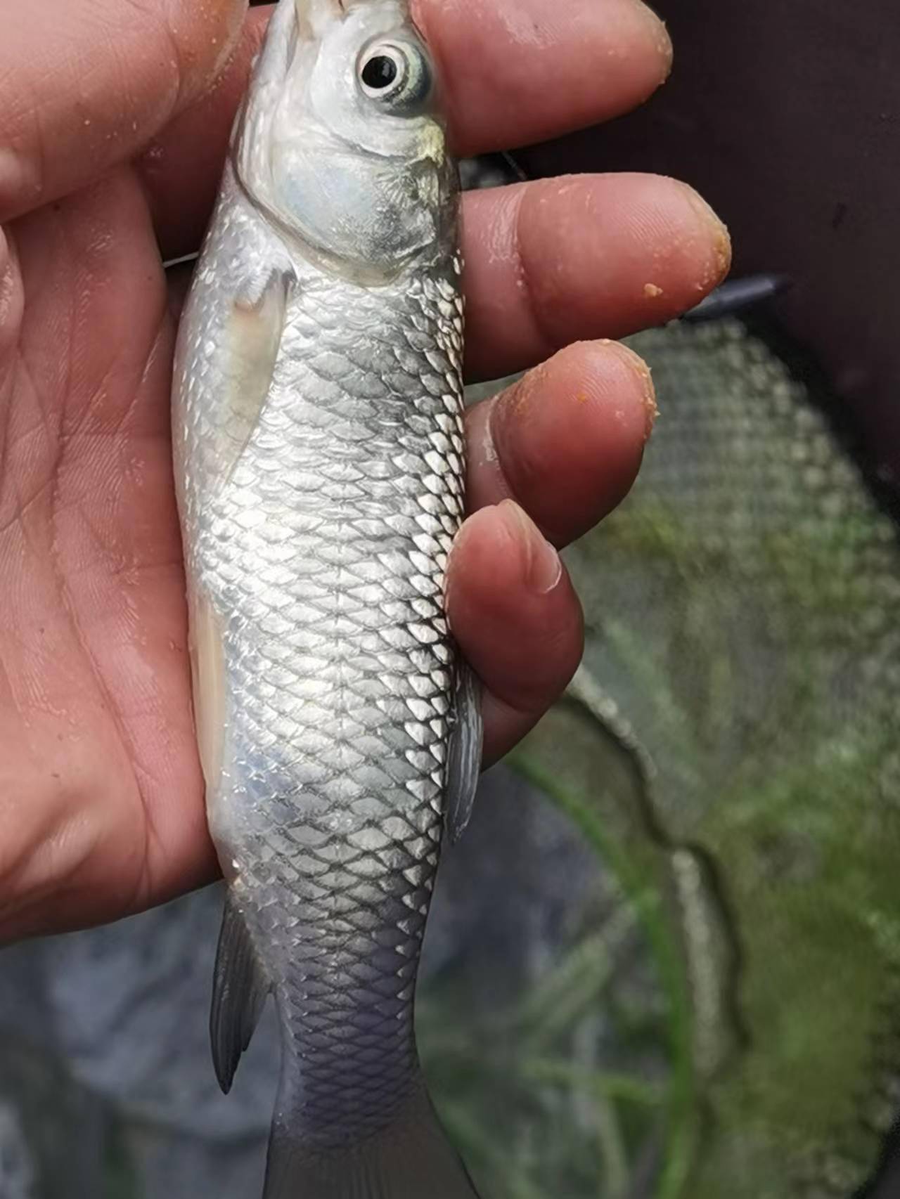 雨後釣流水,大魚不現身小魚連桿不斷_草魚_白條_渠道