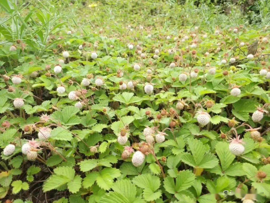 略阳的瓢儿熟了约吗