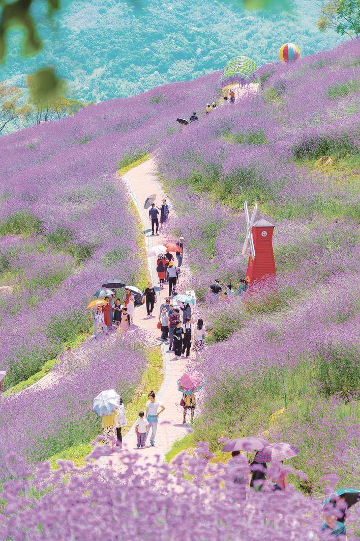 南靖县和溪镇碧云花海游人如织 游斐渊 摄返回搜狐,查看更多声明:该文