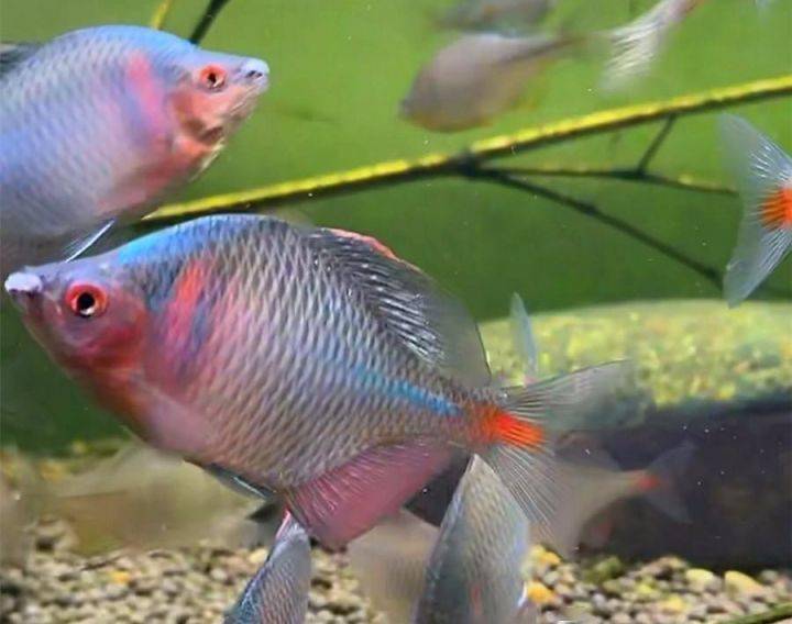 一种极漂亮的小鱼时隔60年再现山东小清河,五彩斑斓成观赏鱼新宠