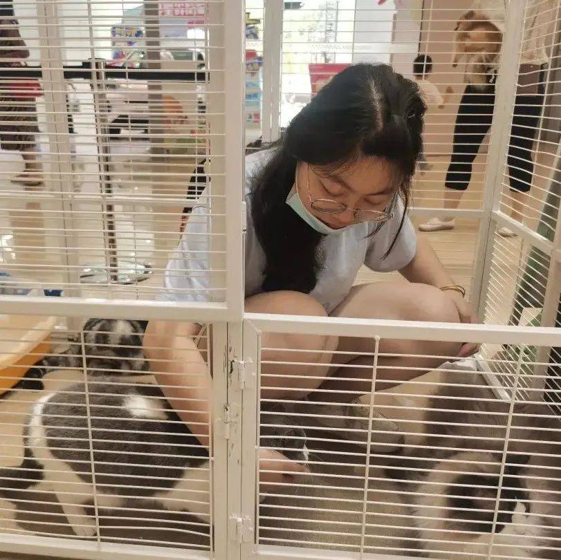 文明养宠“益起来”,芜湖大学生传授“养宠秘笈”_宠物_动物_小奶
