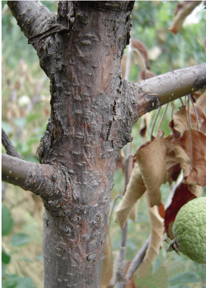 干腐病又称胴腐病,是苹果树的重要枝干病害之一,在许多苹果产区均有不