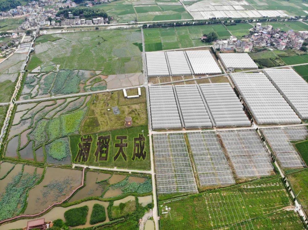 莲塘镇山桥村"十里莲塘"田园综合体项目集养生休闲,田园观光,农耕体验