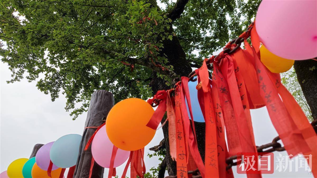 湖北崇阳百年姻缘树成为年轻人打卡圣地