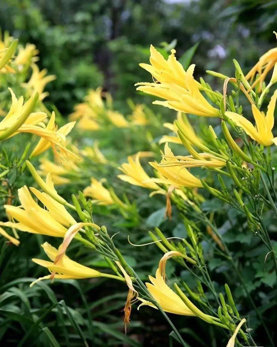 孟夏时节万物繁茂夏花绚烂满城芳