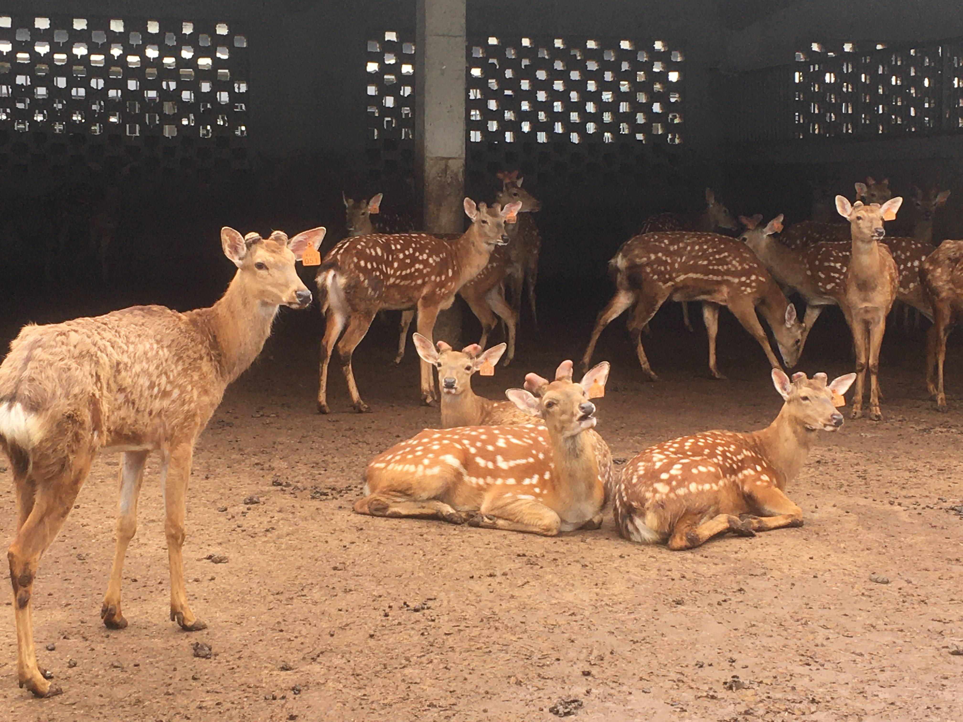 容纳8000头鹿的生态散养区,还与农户共享养殖梅花鹿300余头