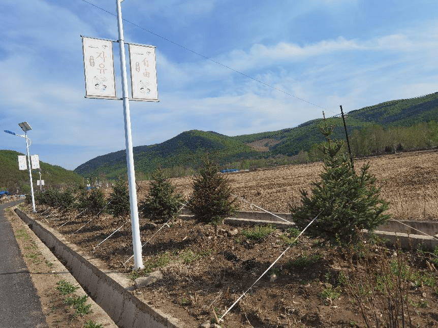 龙井市加大绿化工作力度 不断提升人民幸福感_开山屯镇_乡村_重点