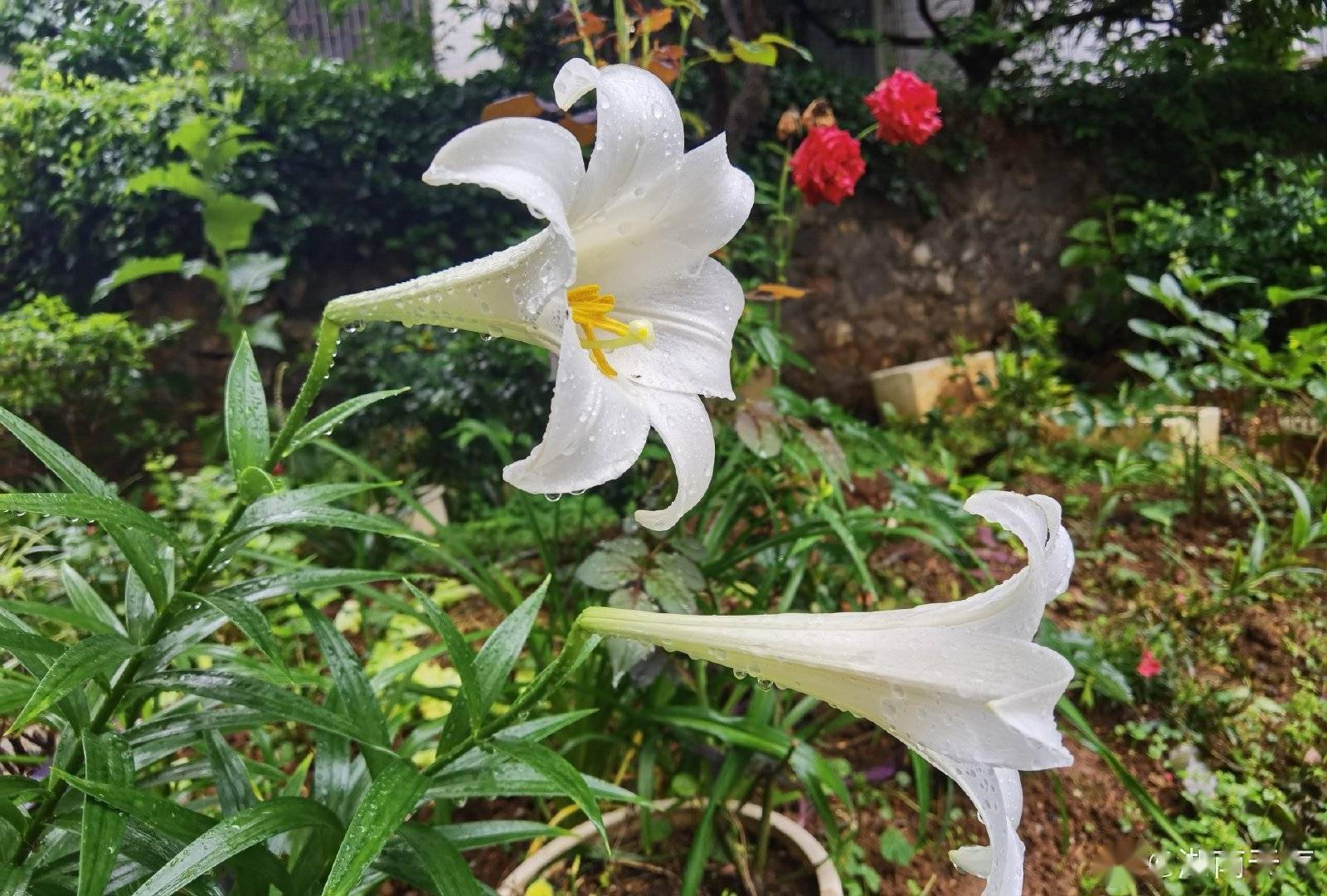 雨中的百合娇艳欲滴