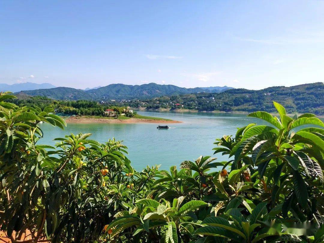 瀛湖镇第七届枇杷节开幕想吃枇杷的一定要看到最后