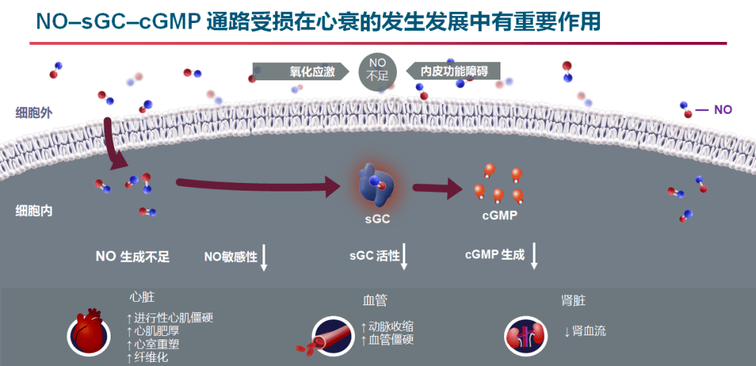 心力衰竭新药维立西呱国内上市再启细胞信号通路之路