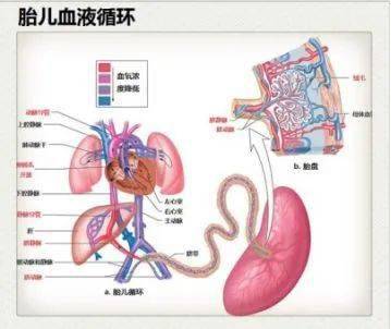新生儿血液循环示意图图片