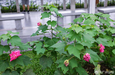 广州木芙蓉今年有望三度开花
